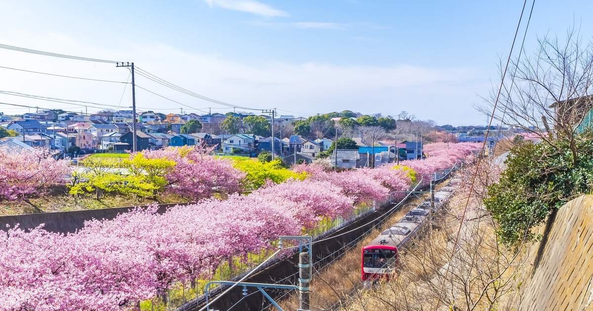 🌸 가와즈 벚꽃 축제 (카와즈자쿠라 마츠리) 이미지 7